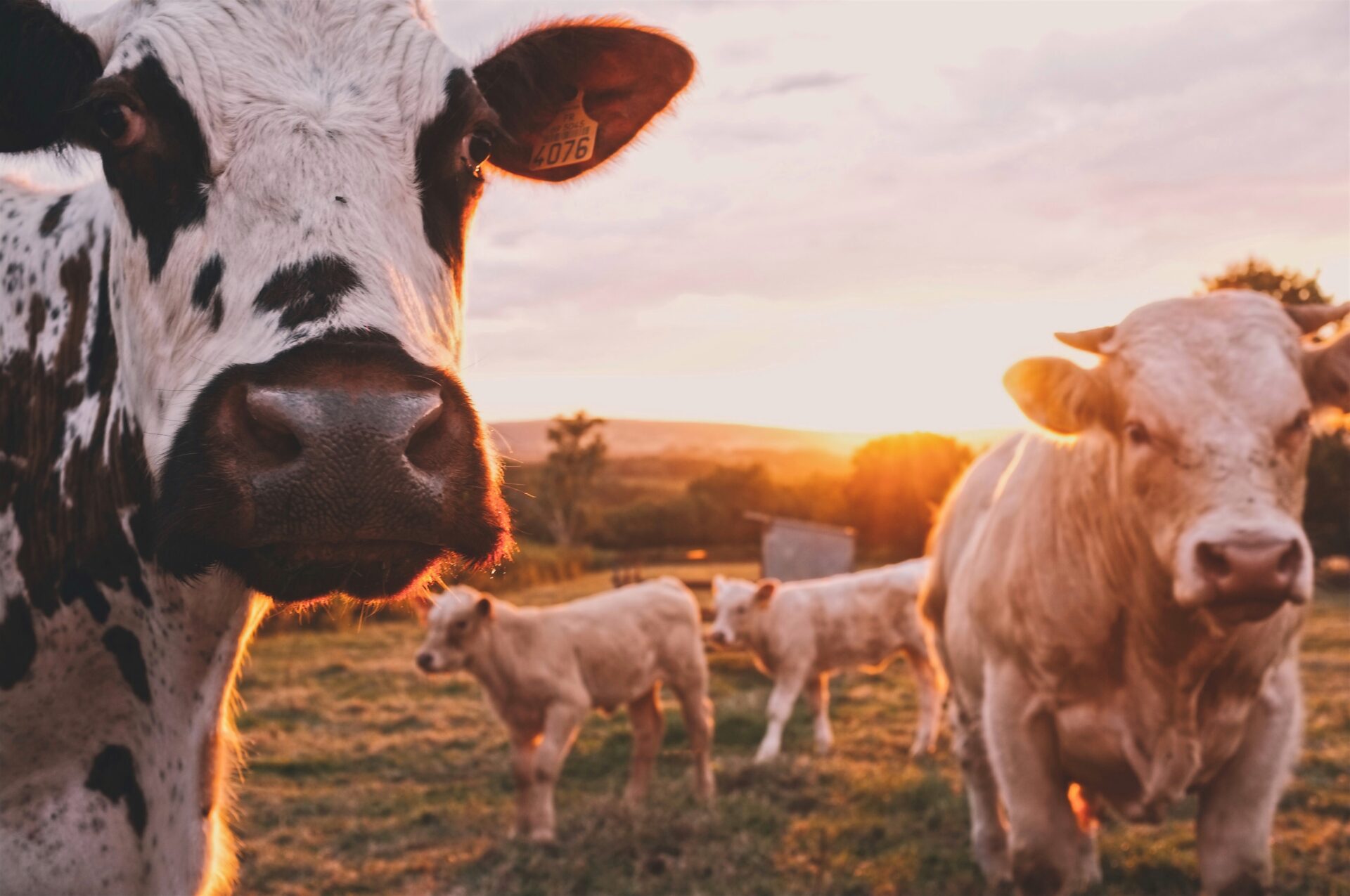 farming-a-small-plot-of-land